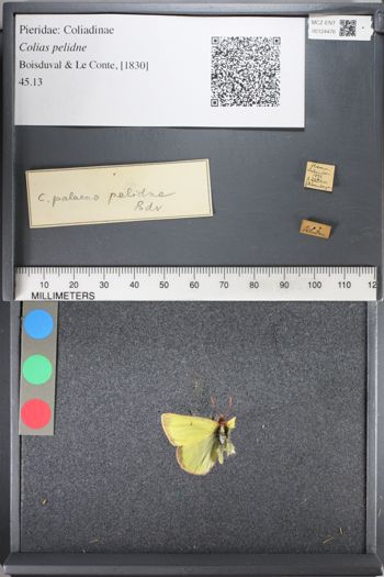 Media type: image;   Entomology 124476